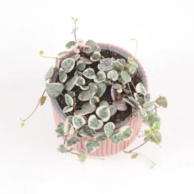 Lampášik / Ceropegia woodii ‘Variegata’ stredná lampasik ceropegia woodi variegata panasovana tahava rastlina srdiecka string of hearts