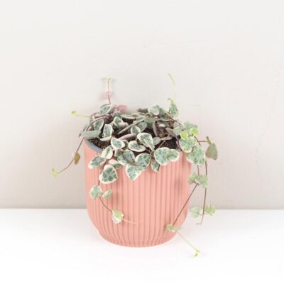 Ako si vybrať prvú izbovú rastlinu: 6 tipov, aby vám vydržala a robila radosť lampasik ceropegia woodi variegata panasovana tahava rastlina srdiecka string of hearts