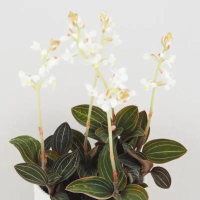 Ludisia discolor ludisia discolor orchidea jewel orchid netradicna izbova rastlina plantizia