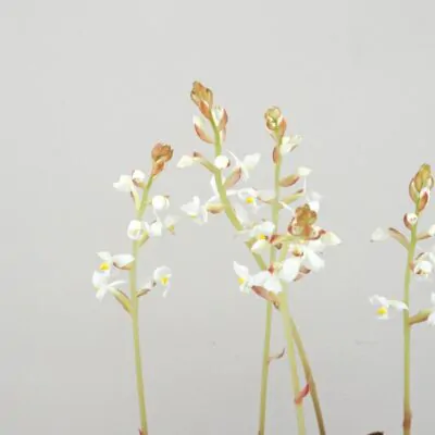 ludisia discolor orchidea jewel orchid netradicna izbova rastlina plantizia