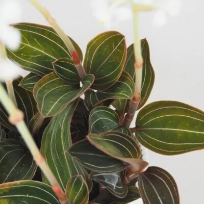 Ludisia discolor ludisia discolor orchidea jewel orchid netradicna izbova rastlina plantizia