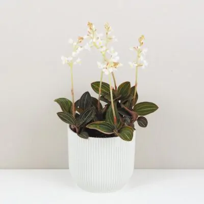 Ludisia discolor ludisia discolor orchidea jewel orchid netradicna izbova rastlina plantizia