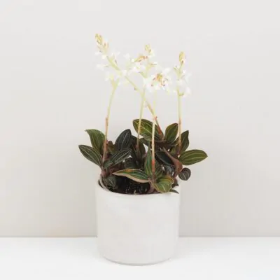 Ludisia discolor ludisia discolor orchidea jewel orchid netradicna izbova rastlina plantizia