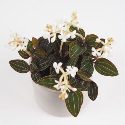 ludisia discolor orchidea jewel orchid netradicna izbova rastlina plantizia