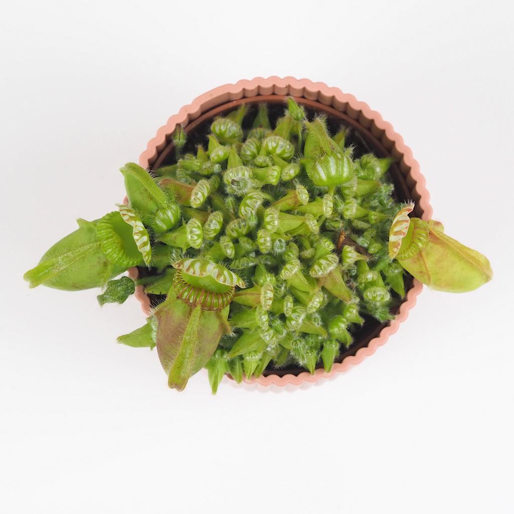 Mäsožravá rastlina Cephalotus follicularis