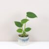 Monstera deliciosa baby monstera deliciosa baby mala nenarocna izbova rastlina