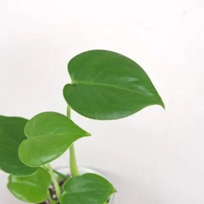 Monstera deliciosa baby monstera deliciosa baby mala nenarocna izbova rastlina