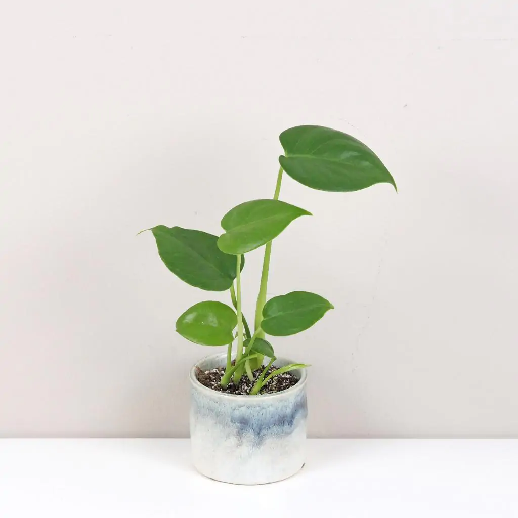 Monstera deliciosa baby