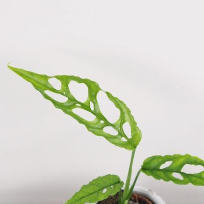 Monstera obliqua malá monstera obliqua raritna izbova rastlina