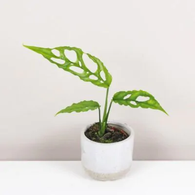 monstera obliqua raritna izbova rastlina