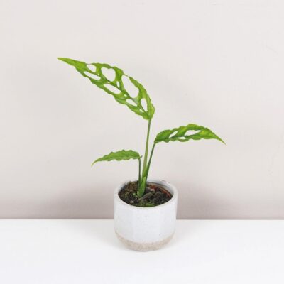 Monstera obliqua malá monstera obliqua raritna izbova rastlina