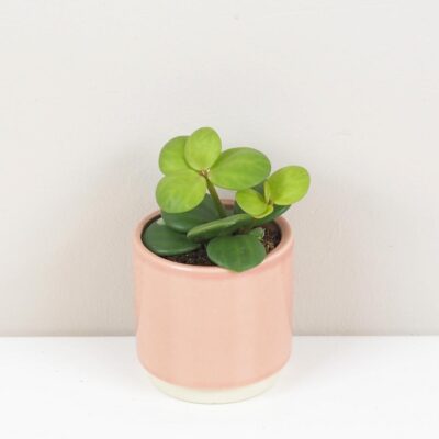 Peperomia tetraphylla ‘Hope’ malá peperomia hope mala