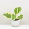 Peperomia obtusifolia ‘Variegata’ malá peperomia obtusifolia variegata mala panasovana