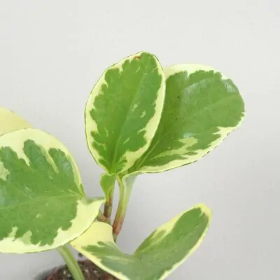 Peperomia obtusifolia ‘Variegata’ malá peperomia obtusifolia variegata mala panasovana
