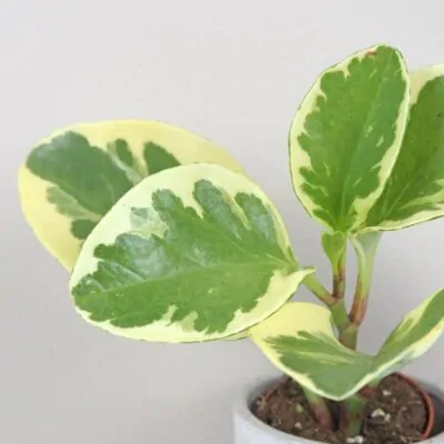 Peperomia obtusifolia ‘Variegata’ malá peperomia obtusifolia variegata mala panasovana