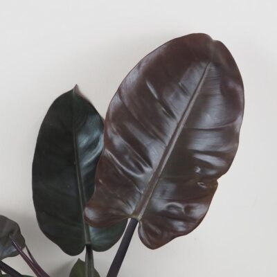 philodendron black cardinal velky cierny filodendron