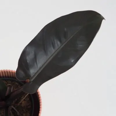 philodendron black cardinal velky cierny filodendron