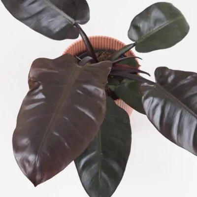 philodendron black cardinal velky cierny filodendron