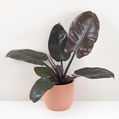 philodendron black cardinal velky cierny filodendron