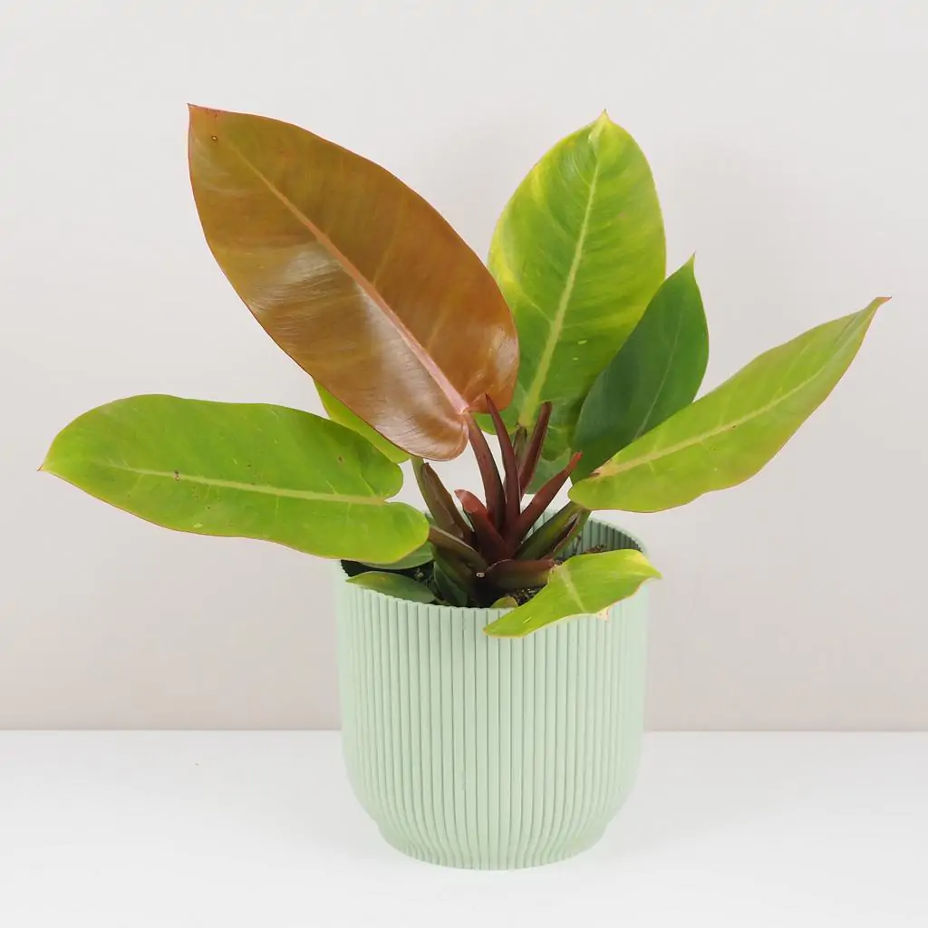 Philodendron ‘Prince of Orange’ maxi