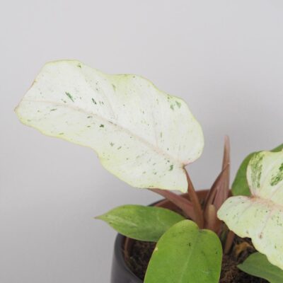Philodendron ‘Snowdrift’ Philodendron Snowdrift raritna panasovana izbova rastlina