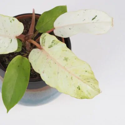 Philodendron Snowdrift raritna panasovana izbova rastlina