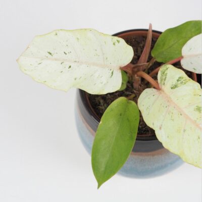 Philodendron Snowdrift raritna panasovana izbova rastlina