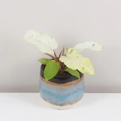 Philodendron ‘Snowdrift’ Philodendron Snowdrift raritna panasovana izbova rastlina