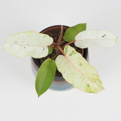 Philodendron Snowdrift raritna panasovana izbova rastlina
