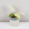 Philodendron ‘Snowdrift’ Philodendron Snowdrift raritna panasovana izbova rastlina