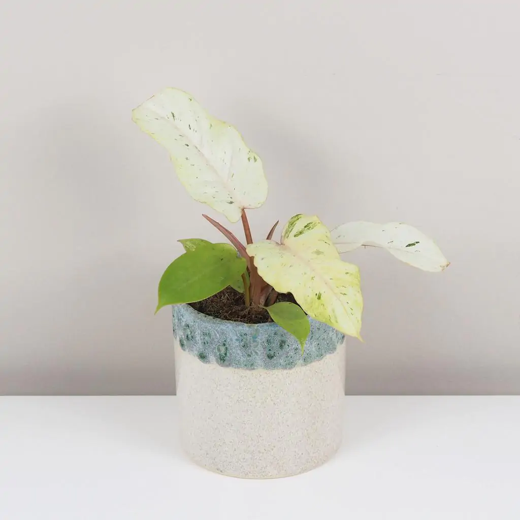 Philodendron ‘Snowdrift’
