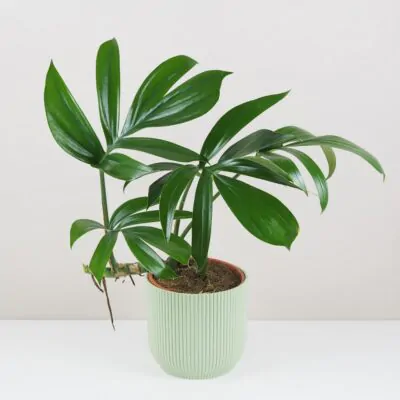 rhaphidophora decursiva maxi zelena izbova rastlina