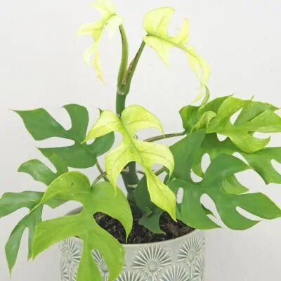 Rhaphidophora tetrasperma ‘Goldrush’ (Monstera Minima) rhaphidophora tetrasperma goldrush monstera minima