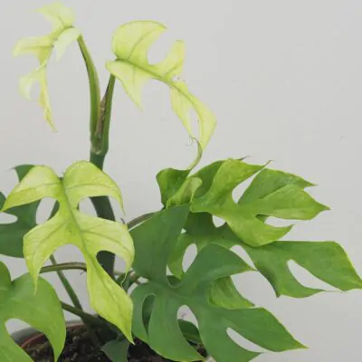 Rhaphidophora tetrasperma ‘Goldrush’ (Monstera Minima) rhaphidophora tetrasperma goldrush monstera minima