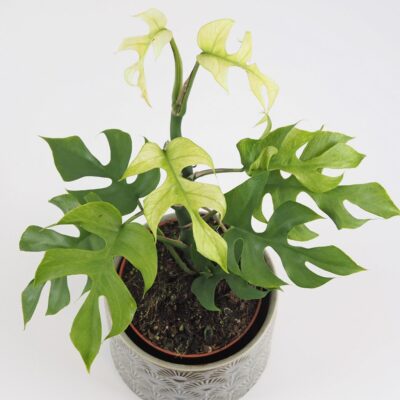 Rhaphidophora tetrasperma ‘Goldrush’ (Monstera Minima) rhaphidophora tetrasperma goldrush monstera minima