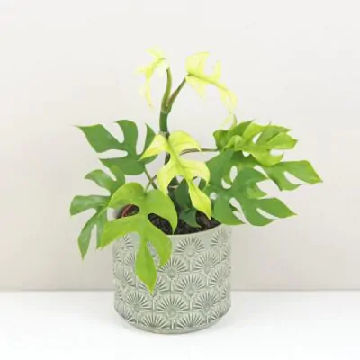 Izbové rastliny, riasogule a príslušenstvo rhaphidophora tetrasperma goldrush monstera minima