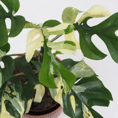 Rhaphidophora tetrasperma variegata (Monstera Minima)