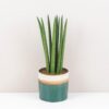 Sansevieria cylindrica sansevieria cylindrinca svokrine jazyky