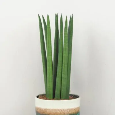 Sansevieria cylindrica sansevieria cylindrinca svokrine jazyky