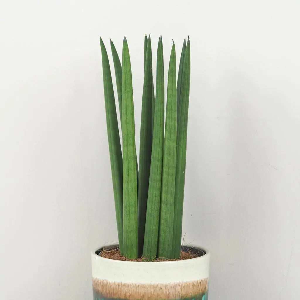 Sansevieria cylindrica sansevieria cylindrinca svokrine jazyky