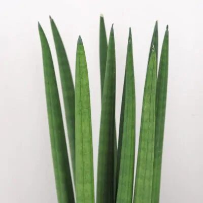 Sansevieria cylindrica sansevieria cylindrinca svokrine jazyky