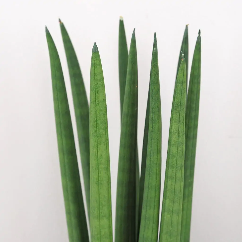 Sansevieria cylindrica sansevieria cylindrinca svokrine jazyky
