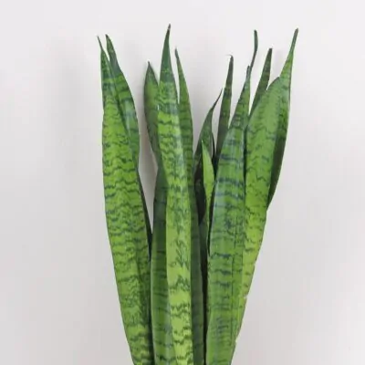 Sansevieria zeylanica veľká Sansevieria zeylanica velka svokrine jazyky nenarocna izbova rastlina
