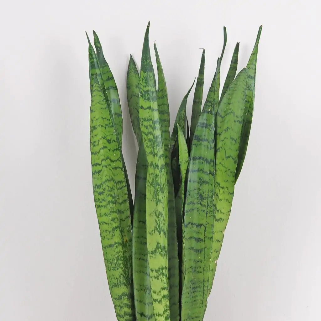 Sansevieria zeylanica veľká Sansevieria zeylanica velka svokrine jazyky nenarocna izbova rastlina