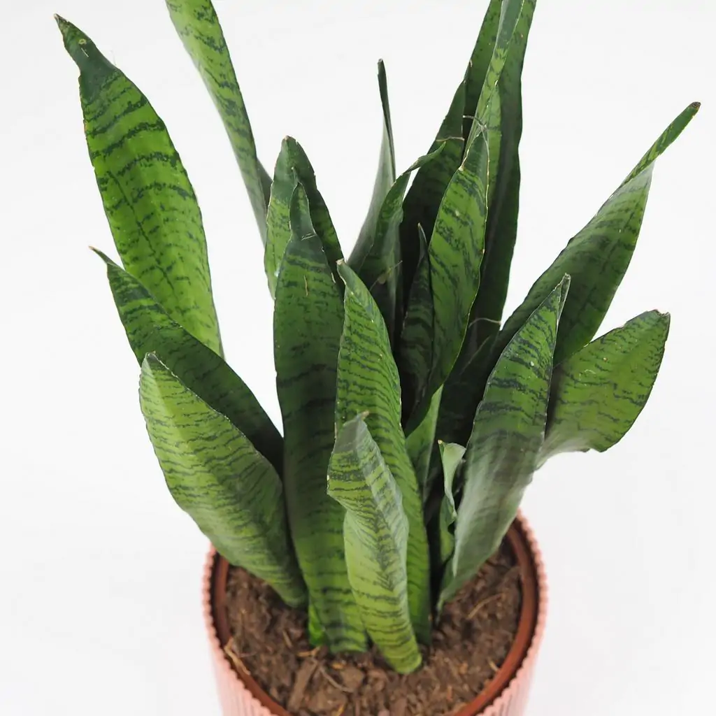 Sansevieria zeylanica veľká Sansevieria zeylanica velka svokrine jazyky nenarocna izbova rastlina