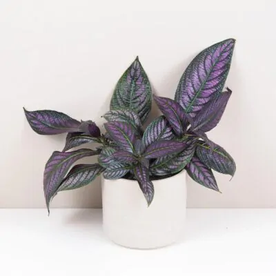 Strobilanthes dyeriana