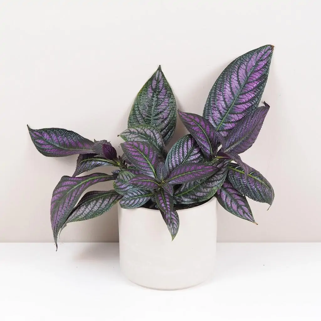 Strobilanthes dyeriana