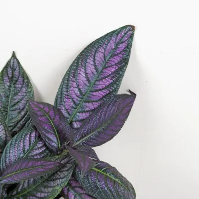 Strobilanthes dyeriana Strobilanthes dyeriana