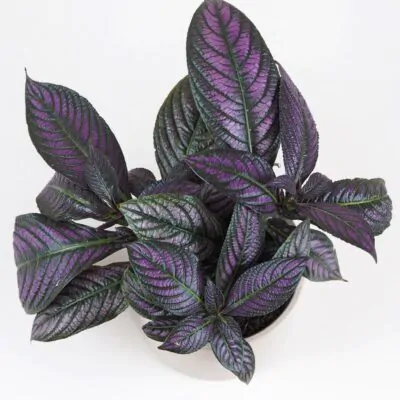 Strobilanthes dyeriana Strobilanthes dyeriana