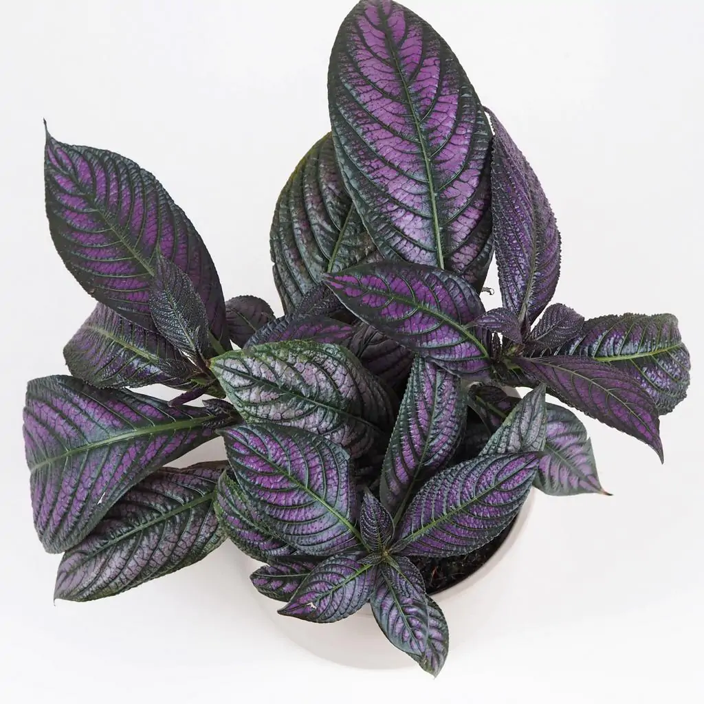 Strobilanthes dyeriana Strobilanthes dyeriana
